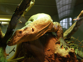 Фото Самый длинный язык у животных