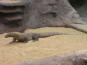 Смотреть фото Комодский варан Фото Комодский варан