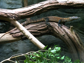 Смотреть фото Комодский варан Фото Комодский варан