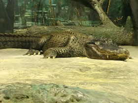 Смотреть фото Миссисипский аллигатор Фото Миссисипский аллигатор