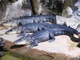 Смотреть фото Миссисипский аллигатор Фото Миссисипский аллигатор