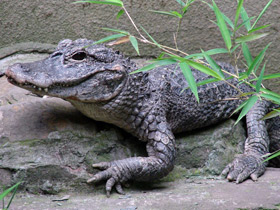 Фото Китайский аллигатор