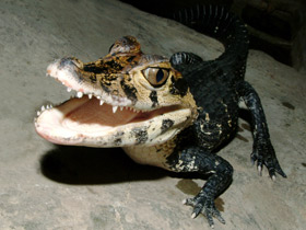 Чёрный кайман