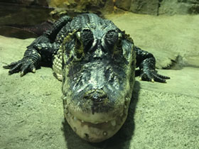 Смотреть фото Чёрный кайман Фото Чёрный кайман