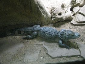 Смотреть фото Гладколобый кайман Фото Гладколобый кайман