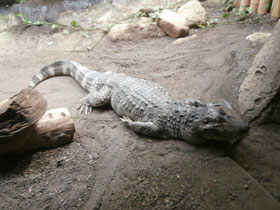 Смотреть фото Гладколобый кайман Фото Гладколобый кайман