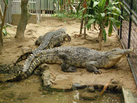 Фото Нильский крокодил