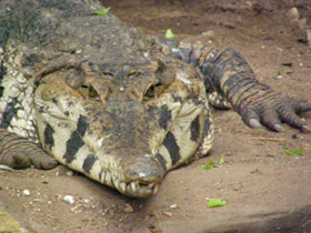 Фото Узкорылый крокодил
