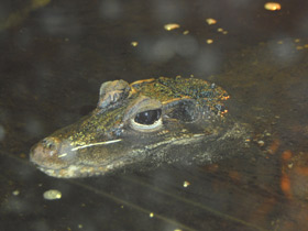 Смотреть фото Тупорылый крокодил Фото Тупорылый крокодил