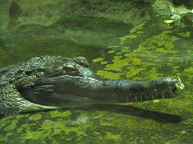 Фото Гавиаловый крокодил