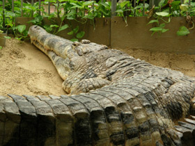 Фото Гавиаловый крокодил