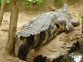 Фото Гавиаловый крокодил