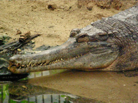 Фото Гавиаловый крокодил