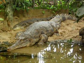 Фото Гавиаловый крокодил