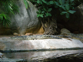 Фото Гавиал