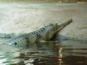 Фото Гавиал