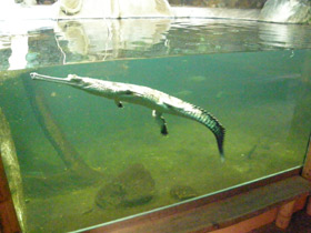 Фото Гавиал