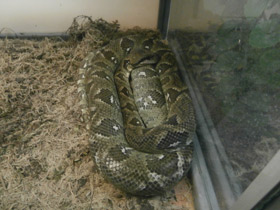 Смотреть фото Мадагаскарский удав Фото Мадагаскарский удав
