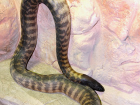 Смотреть фото Черноголовый питон Фото Черноголовый питон