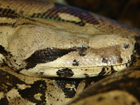 Смотреть фото Обыкновенный удав Фото Обыкновенный удав