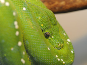 Зеленый питон
