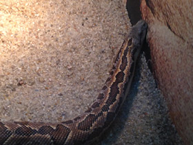 Смотреть фото Пятнистый удавчик Фото Пятнистый удавчик