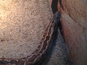 Смотреть фото Пятнистый удавчик Фото Пятнистый удавчик