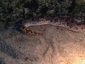 Смотреть фото Пятнистый удавчик Фото Пятнистый удавчик