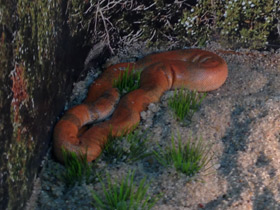 Фото Индийский удавчик