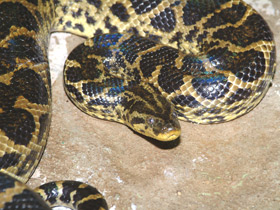 Парагвайская анаконда