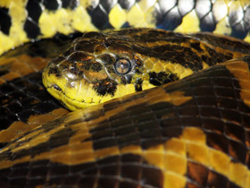 Смотреть фото Парагвайская анаконда Фото Парагвайская анаконда