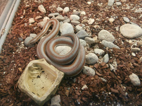 Смотреть фото Розовополосый удав Фото Розовополосый удав