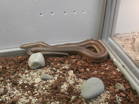 Смотреть фото Розовополосый удав Фото Розовополосый удав