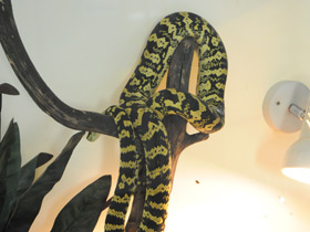 Фото Ковровый питон Чейна