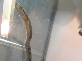 Фото Большезубая бойга