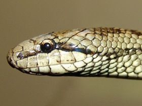 Смотреть фото Обыкновенная медянка Фото Обыкновенная медянка