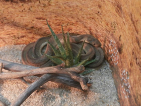 Фото Aфриканский яйцеед