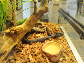 Фото Узорчатый полоз