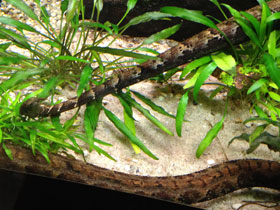 Смотреть фото Щупальценосная змея Фото Щупальценосная змея