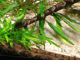 Смотреть фото Щупальценосная змея Фото Щупальценосная змея