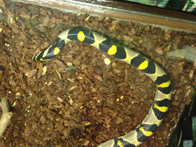 Смотреть фото Мандариновый полоз Фото Мандариновый полоз