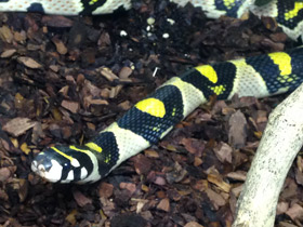 Смотреть фото Мандариновый полоз Фото Мандариновый полоз