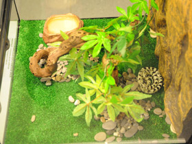 Смотреть фото Калифорнийская королевская змея Фото Калифорнийская королевская змея