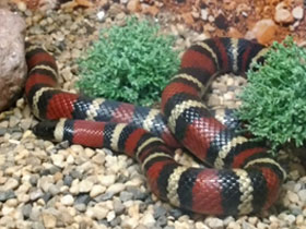 Фото Центральноамериканская молочная змея