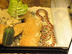 Фото Горная аризонская королевская змея