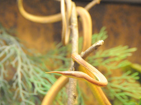 Фото Мадагаскарская лангаха