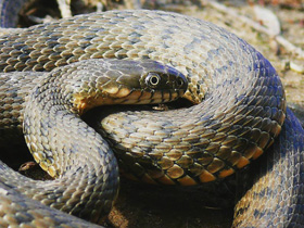 Фото Водяной уж