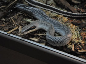 Фото Тонкохвостый полоз