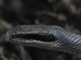 Фото Тонкохвостый полоз