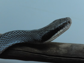 Фото Тонкохвостый полоз